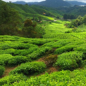 Amazing Scenery at Boh Tea Plantations