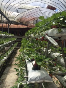 Strawberry Plants