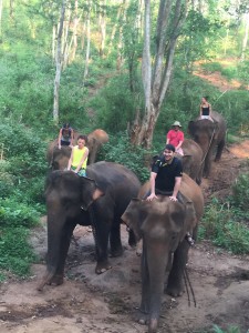 Riding Elephants through the Jungle