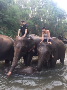 Cleaning the elephants