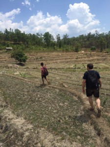 Trekking through the dry rice paddies